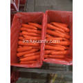 ახალი Carrot L ზომა